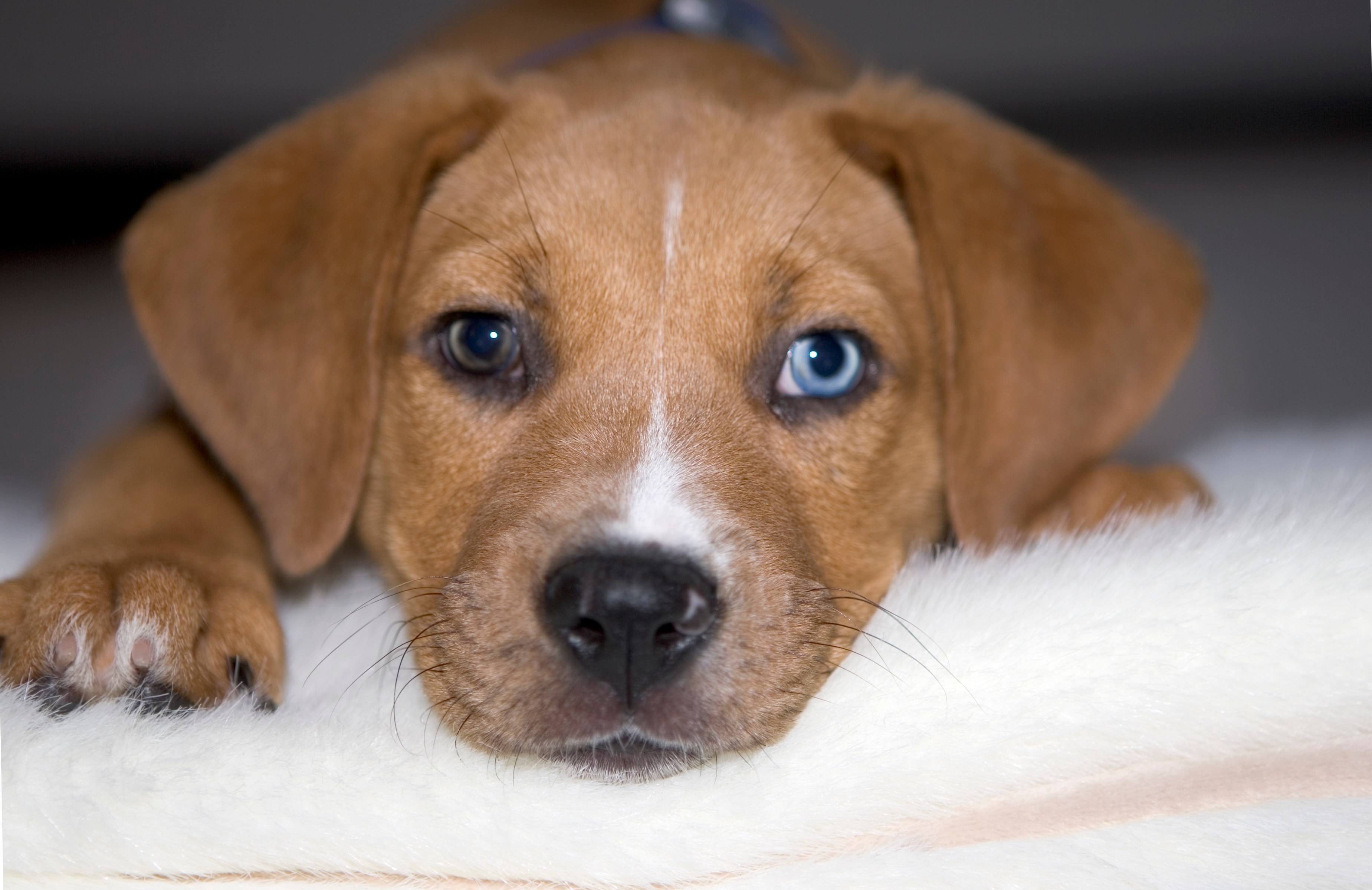 Rescue dog photo shared by Heather Parry Foundation